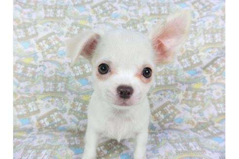 成約済の千葉県のチワワ(ロングコート)-105640の4枚目